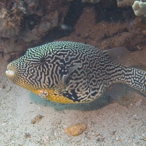 Pufferfish