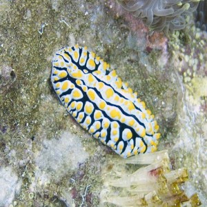 Varicose Wart Slug