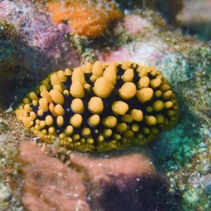 Varicose Wart Slug