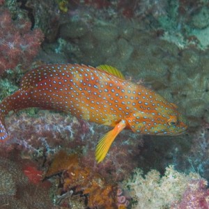 Grouper