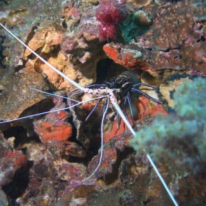 Painted Spiny Lobster