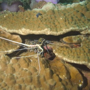 Painted Spiny Lobster