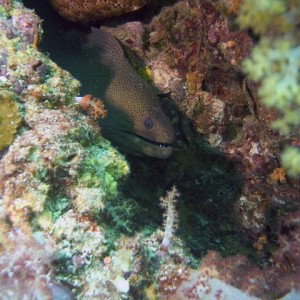 Moray Eel