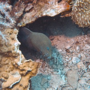 Moray Eel