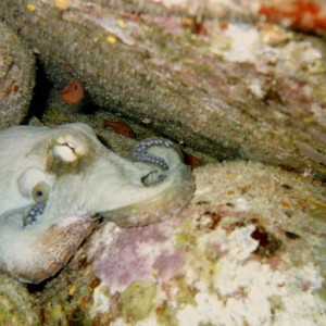 Octopus in the BVI