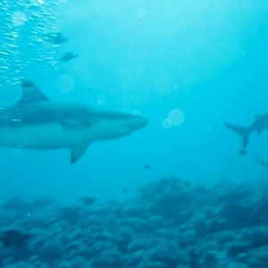 Sharks in Moorea