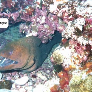 Mooray eel in Barbados