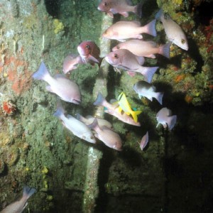 AM01 - School Blackfin Snapper Intermediate Inside Wreck