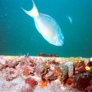 AM01 - Spotlight Parrotfish