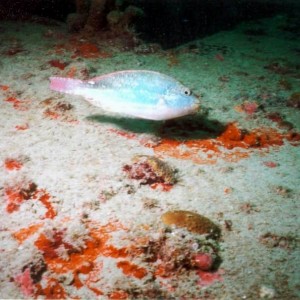 AM02 - Redband Parrotfish