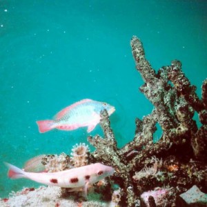 Ancient-Mariner Wreck - Sea Life 3