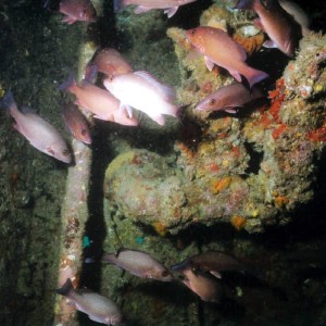 AM02 - School Blackfin Snapper Intermediate Inside