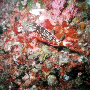 AM04 - Spotlight Parrotfish Initial Phase