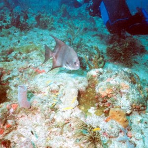 LL03 - Atlantic Spadefish