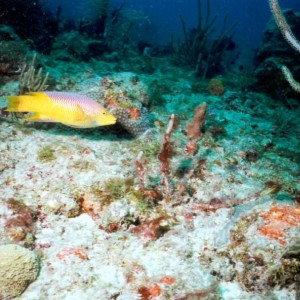 LL05 - Spanish Hogfish