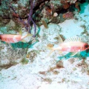 LL08 - Squirrelfish