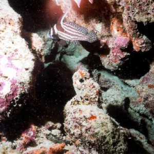LL10 - Spotted Drum
