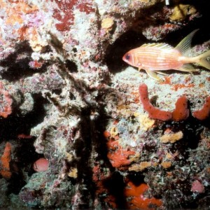 LL12 - Dusky Squirrelfish