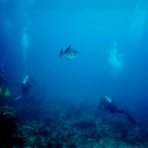 LL13 - Ocean Triggerfish