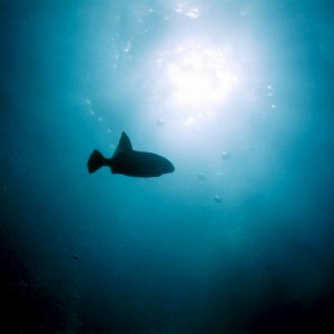 LL14 - Ocean Triggerfish