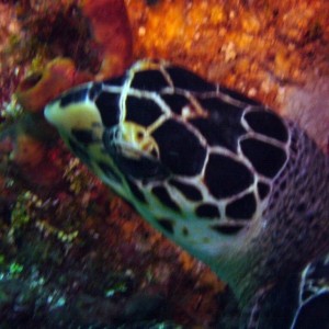 Turtle Head