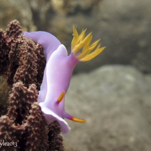 Apolegma, Purple Nudibranch