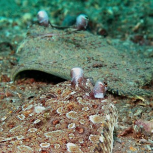 flounder_mating