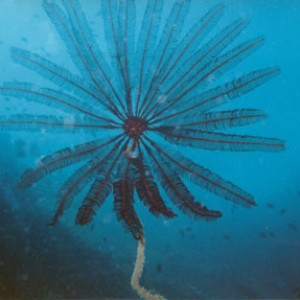 Feather Star on Gorgonian over 80 foot Wall Tonga