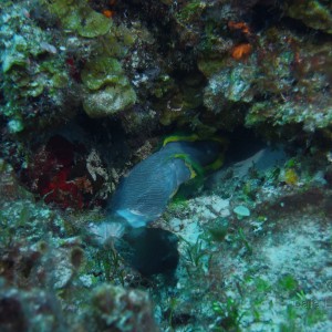 Cozumel MexicoSplendid Toadfish