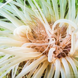 Sea Anemone - San Carlos Beach