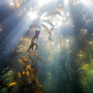 Kelp Forest - Point Lobos (Whalers Cove)