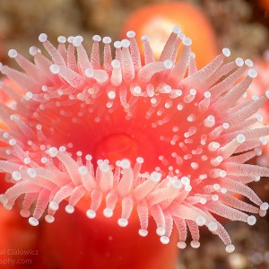 Strawberry Anemone - Point Lobos (Whalers Cove)