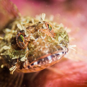 Fish - Point Lobos (Whalers Cove)