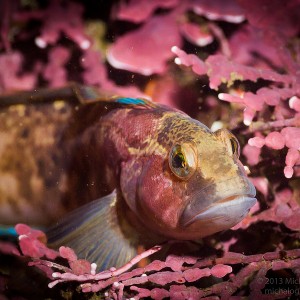 Fish - Point Lobos (Whalers Cove)