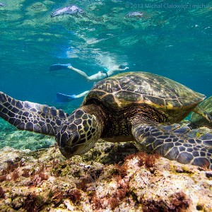 Sea Turtle - Tunnels Beach, Kauai