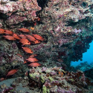 Striped Squirrelfish - Oahu