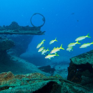 Yellow-Striped Goatfish - Oahu