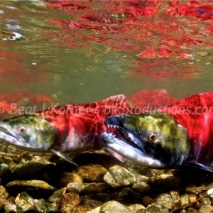 Sockeye Salmon