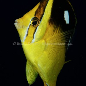 Four-spot Butterfly fish in pose.