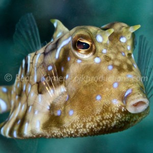 Thornback Cow fish