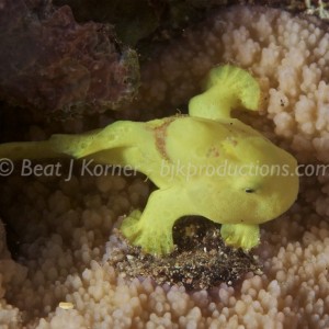 Juvenile Frog Fish