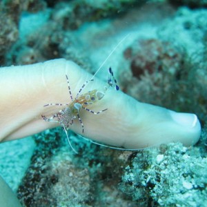 Cleaner Shrimp