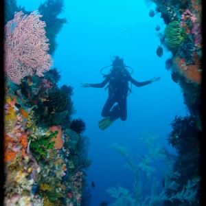 www.divingkomodo.net