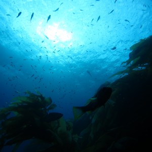 Catalina Dive Park 9-25-2012