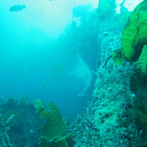 Diving the SueJac 12-17-2012