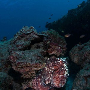 Octopus in crevice
