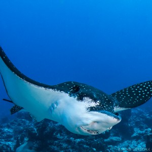 White Spotted Eagle Ray at Eagle's Nest