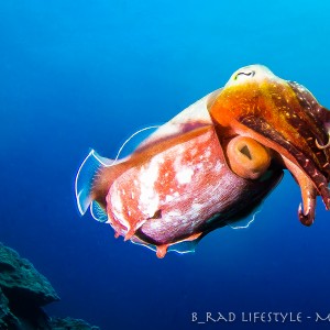Cuttlefish