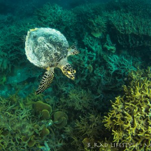 Green Sea Turtle