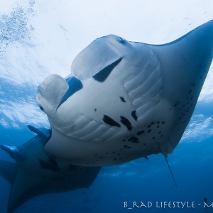 Manta Ray Mating Train